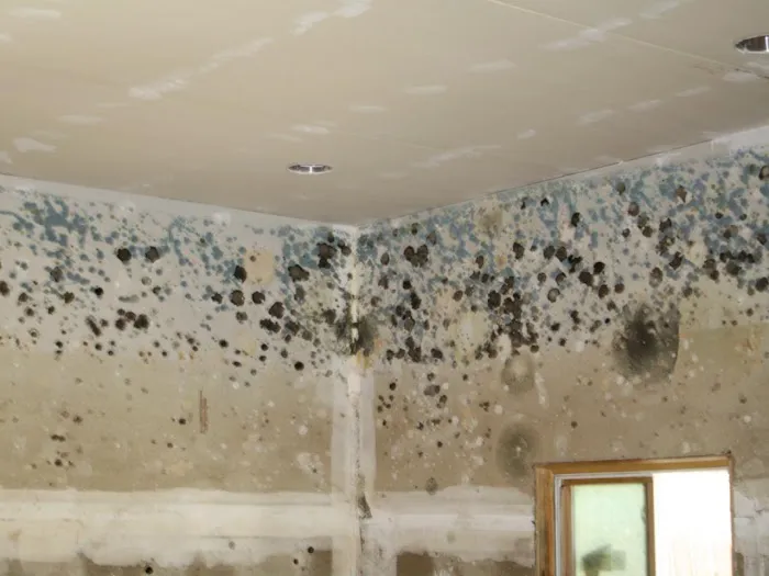 Mold Remediation Professionals Picture 4