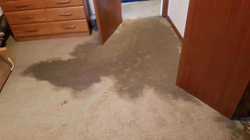 Water Damage Repair for Soggy Carpets: Tips and Tricks