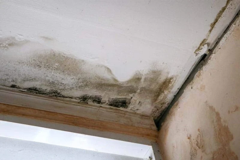 Water Damage Repair for Ceiling and Wall Mold
