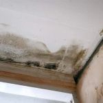 Water Damage Repair for Ceiling and Wall Mold