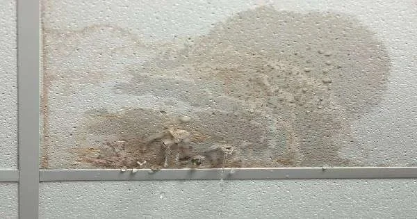 How to Repair Water-Damaged Ceilings: A Complete Guide