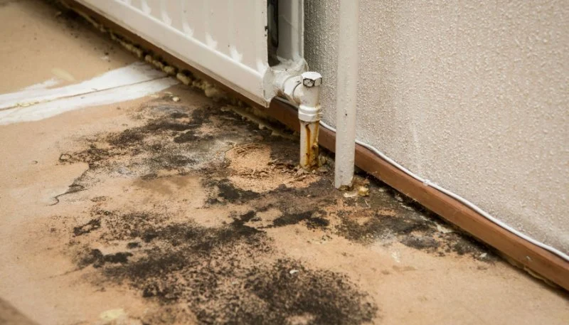 How to Manage Water Damage from Mold Growth After Water Leaks