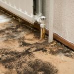 How to Manage Water Damage from Mold Growth After Water Leaks