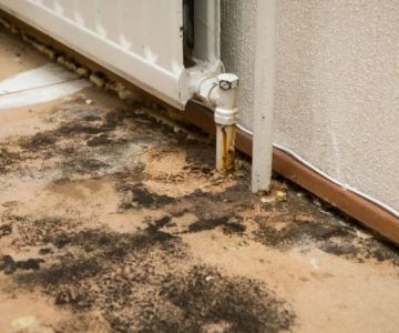 How to Manage Water Damage from Mold Growth After Water Leaks