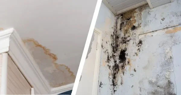 Water Damage Restoration and Mold: How to Prevent Both