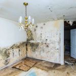 Mold Prevention After Water Damage: How to Protect Your Home