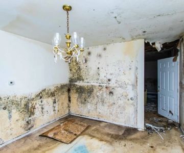 Mold Prevention After Water Damage: How to Protect Your Home