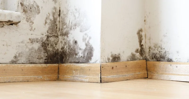 What to Do If You Discover Water Damage in Your Property’s Walls