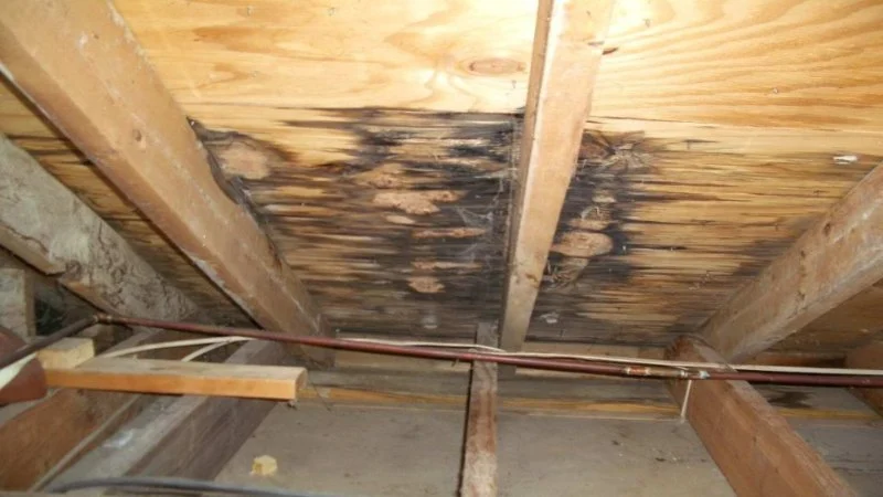 How to Identify Water Damage in Your Roof and Attic: Signs and Solutions