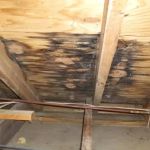 How to Identify Water Damage in Your Roof and Attic: Signs and Solutions