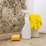 How to Safely Clean Black Mold After Water Damage