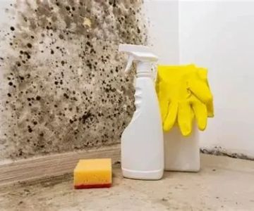 How to Safely Clean Black Mold After Water Damage