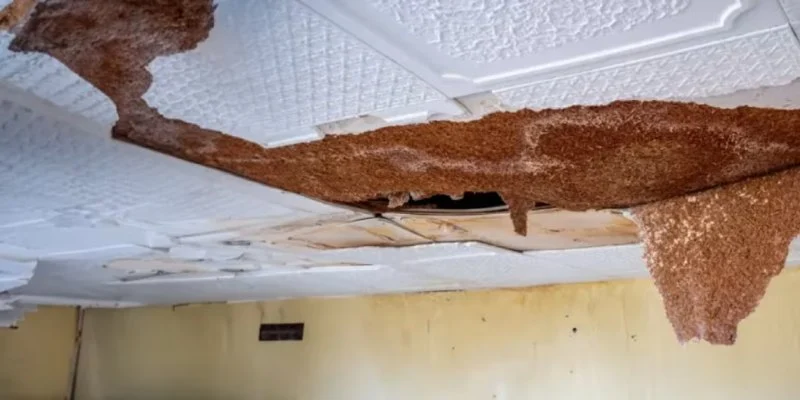How to Fix Water Damage to Ceiling Beams and Restore Structural Safety