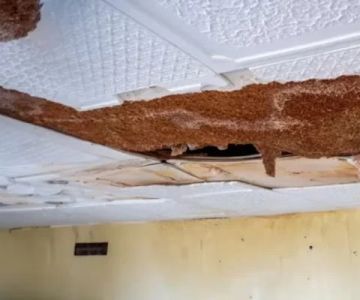 How to Fix Water Damage to Ceiling Beams and Restore Structural Safety